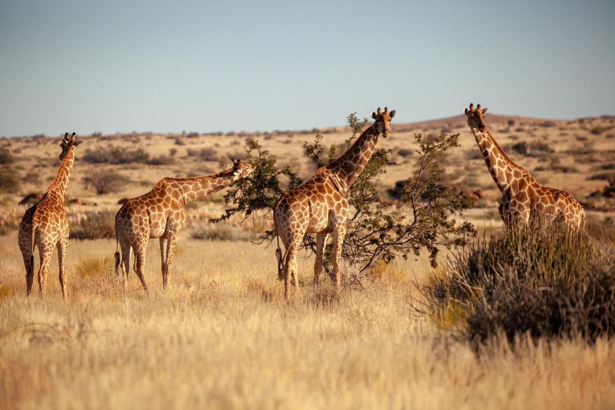 Sandfontein Lodge & Nature Reserve 외부 사진